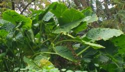 Image: P.B. Heenan © Landcare Research 2017 